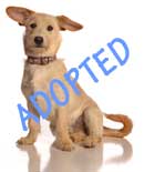 Dudley is Adopted