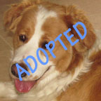 Ruby is Adopted
